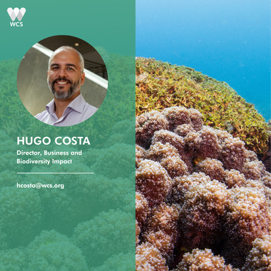 WCS CBD COP17 Quote Cards - Hugo Costa